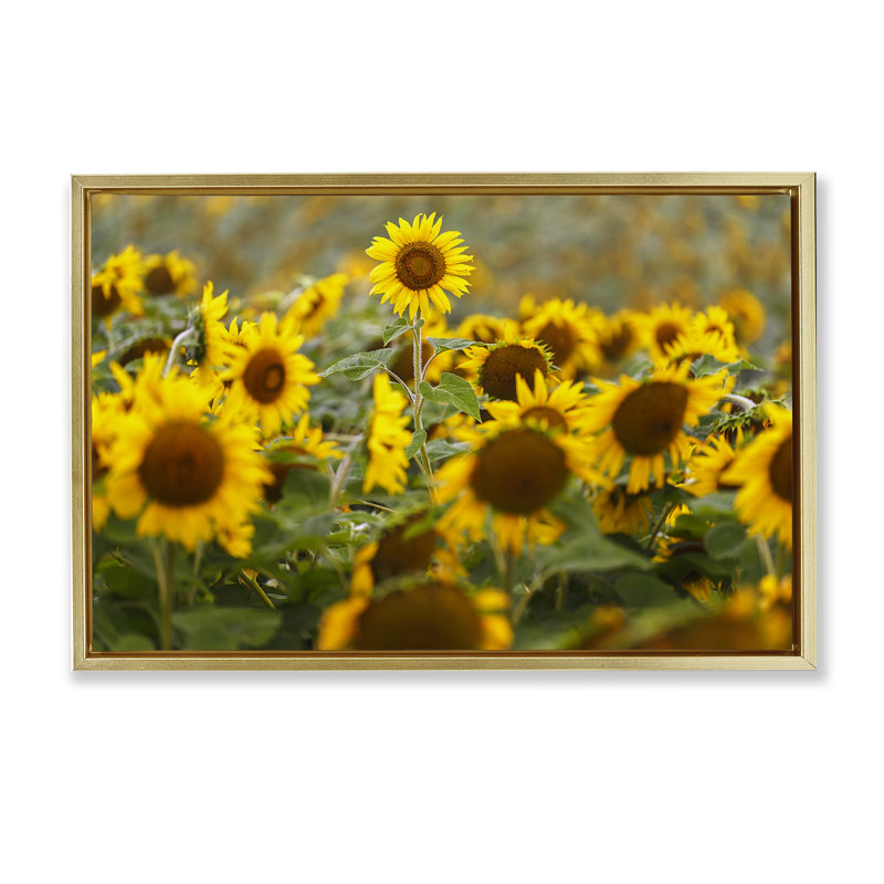 Tournesol central dans un cadre flottant de prairie, design par Andy Crawford, H 17 po x l 25 po