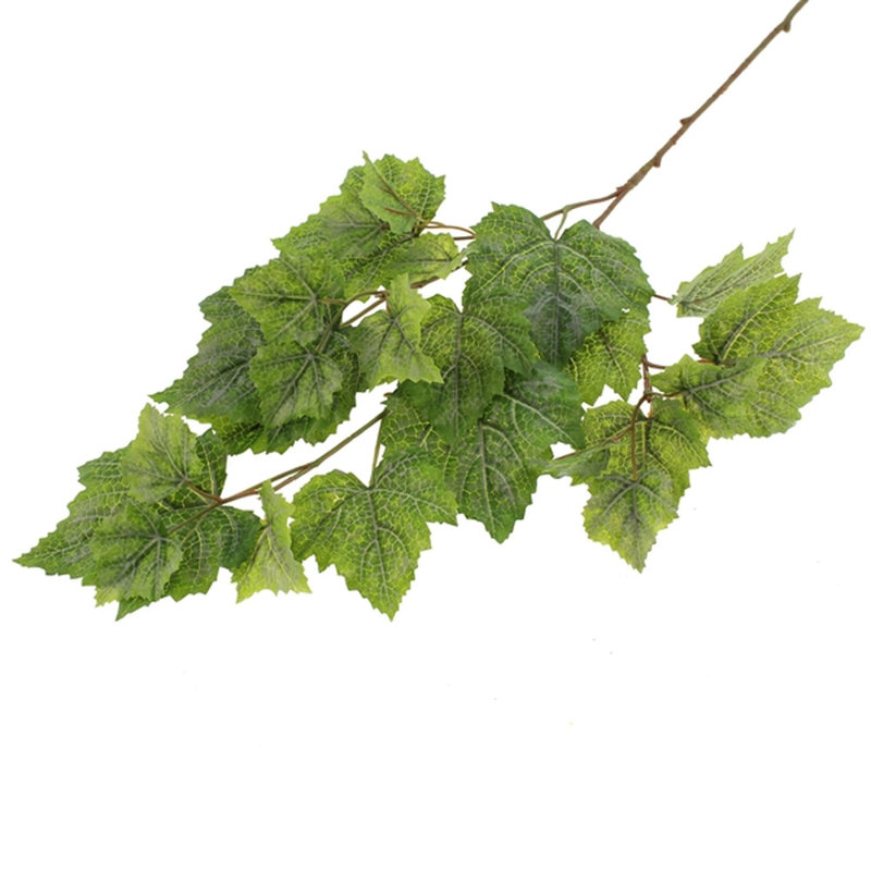 70cm Grapevine Plant