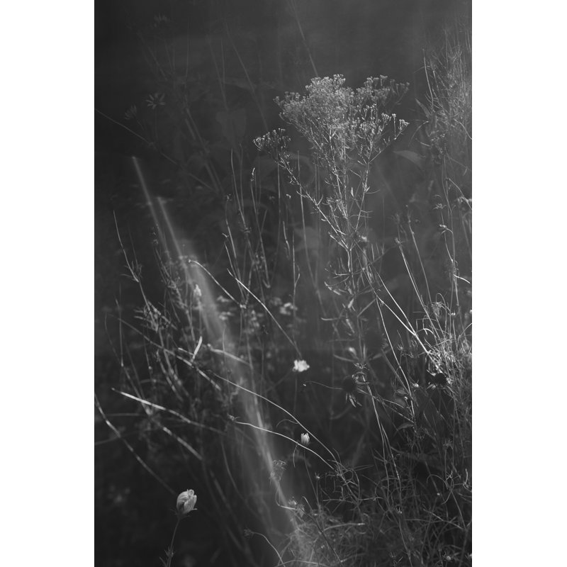 Taneha Meadow II by Tony Smith - Wrapped Canvas Photograph, 76 cm H x 51 cm W