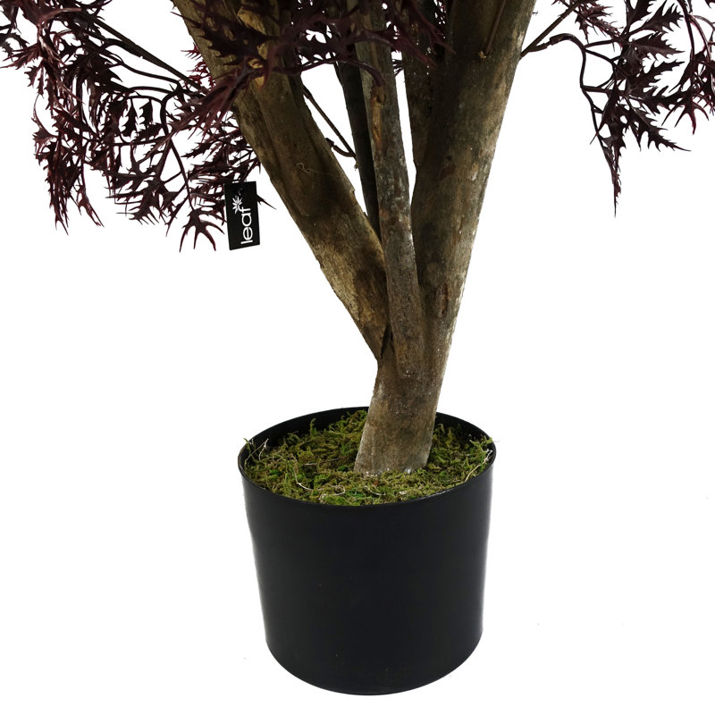 120cm Aralia Plant