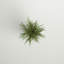 Herbe verte artificielle en pot et eucalyptus.-1411198753