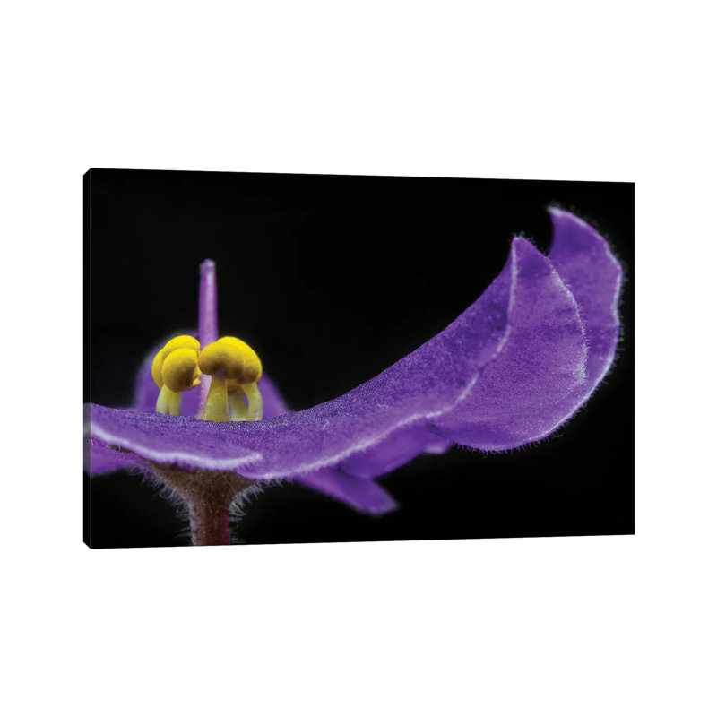 Purple Exotic Flower by Glauco Meneghelli - Wrapped Canvas Print, 45.72cm H x 66.04cm W x 1.905cm D