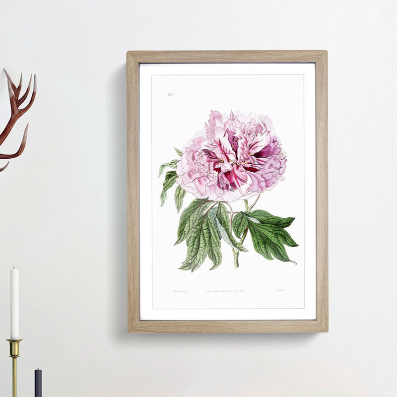 Pink Tree Peony Flower - Picture Frame Painting Print, Oak Framed, 36cm H x 27cm W x 2cm D