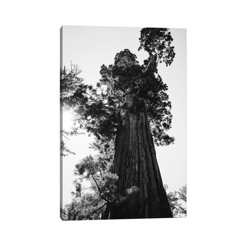 Sequoia National Park IX by Bethany Young - Print on Canvas, Wrapped Canvas, 30.48 cm H x 45.72 cm W