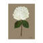 Pressed Hydrangea Set by Sandy Whitaker-721149593-721149592