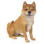 Statue Shiba Inu assise