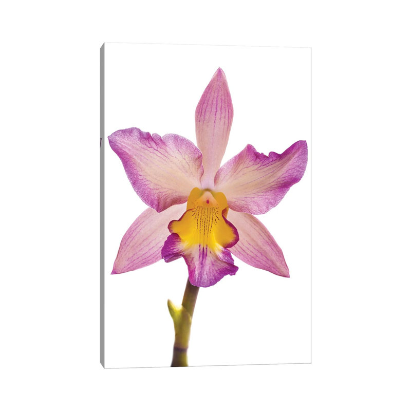 Close-up Of Orchid Flowers In Bloom by Panoramic Images - Gallery-Wrapped Canvas Giclée on Canvas, No Frame
