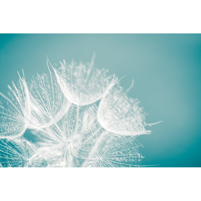 A Close Up Of A Dandelion by Jeja - Wrapped Canvas Print, 20cm H x 30cm W x 3.8cm D