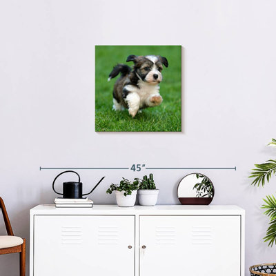 Crowle Havanese Puppy