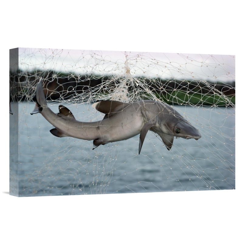 " Illegal Gillnet Fishing ", 12" H x 18" W, Wrapped Canvas