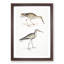Snipe Bird Illustrations by John Edward Gray - Picture Frame Painting Print-55618859-55618860