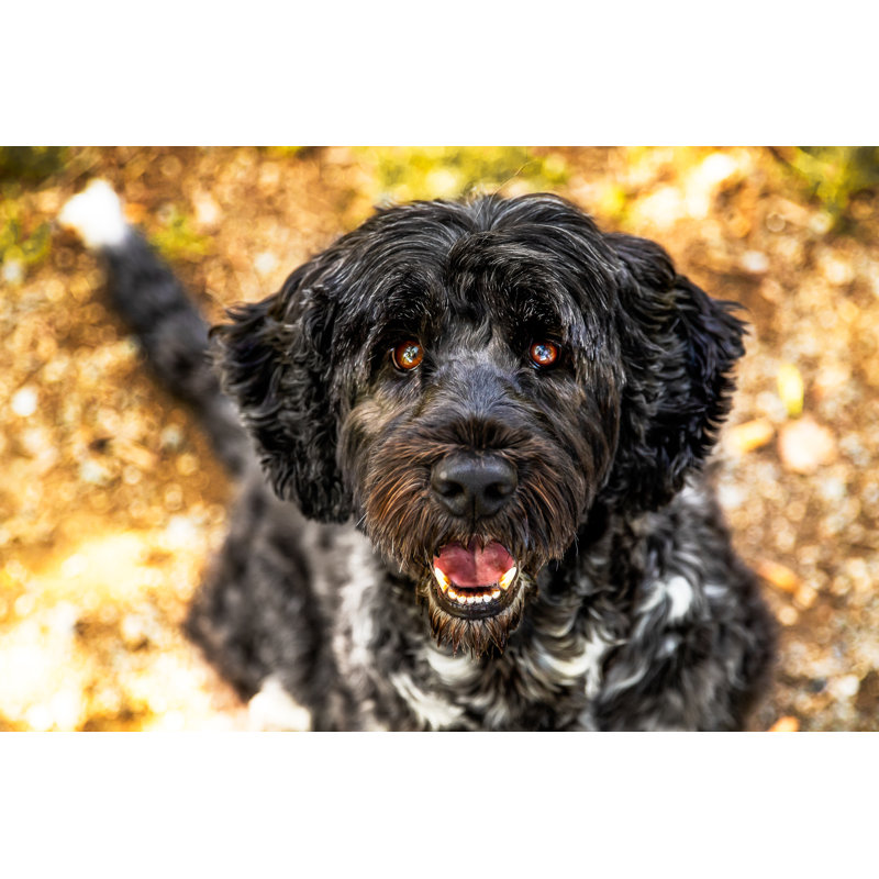 Portrait Of A Dog by Ines Arnshoff - Wrapped Canvas Print, 81cm H x 122cm W