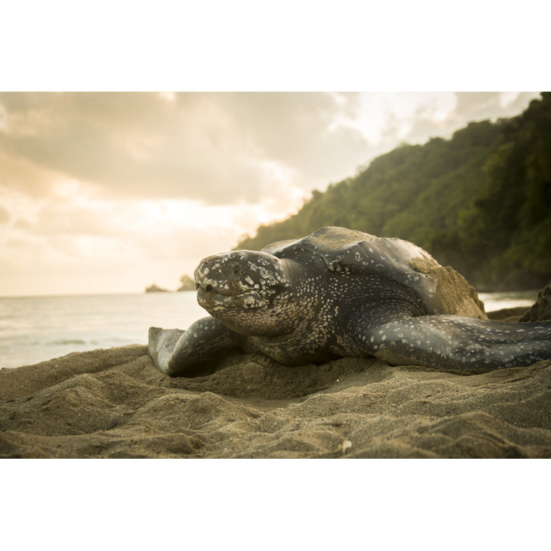 Leatherback Turtle by Rawlinson_Photography - No Frame Print on Canvas, 51cm H x 76cm W