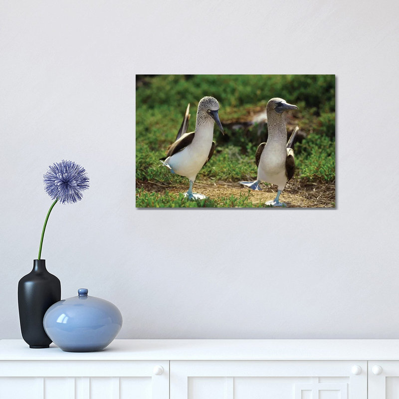 Blue-Footed Booby Pair Performing Courtship Dance 1 Piece Wrapped Canvas Wall Art, 30.48 cm H x 45.72 cm W