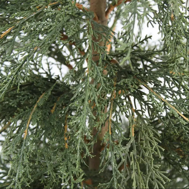 4' Cedar Tree