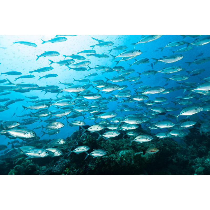 Fish - Wrapped Canvas Print, 51cm H x 76cm W x 3.8cm D