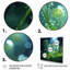 Fougère magique, lumière du matin-729371121-729371135