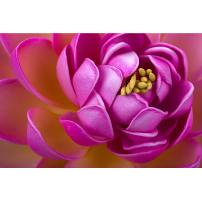 Jessy Lotus Flower by Anafcsousa - Wrapped Canvas Print