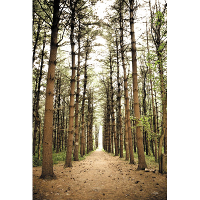 Dans les pins I - photographie