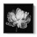 'Tulipa Double Black and White II' by Cora Niele, Black & White Still Life Flower Photograph Wall Art