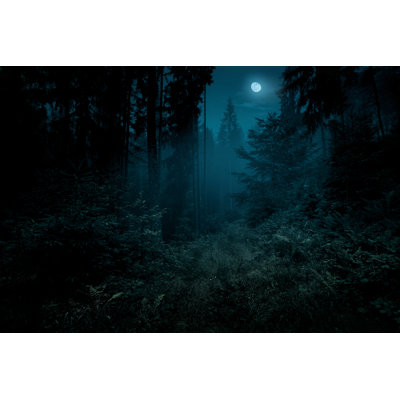 " Night Forest "