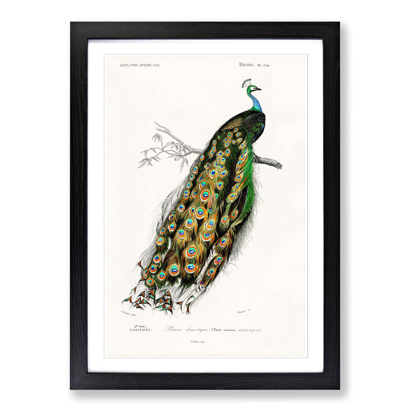 Indian Peacock by Charles D' Orbigny - Picture Frame Painting Print on MDF, 91cm H x 60cm W x 2cm D, Black