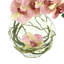 Fuchsia Orchid with Vine in Water