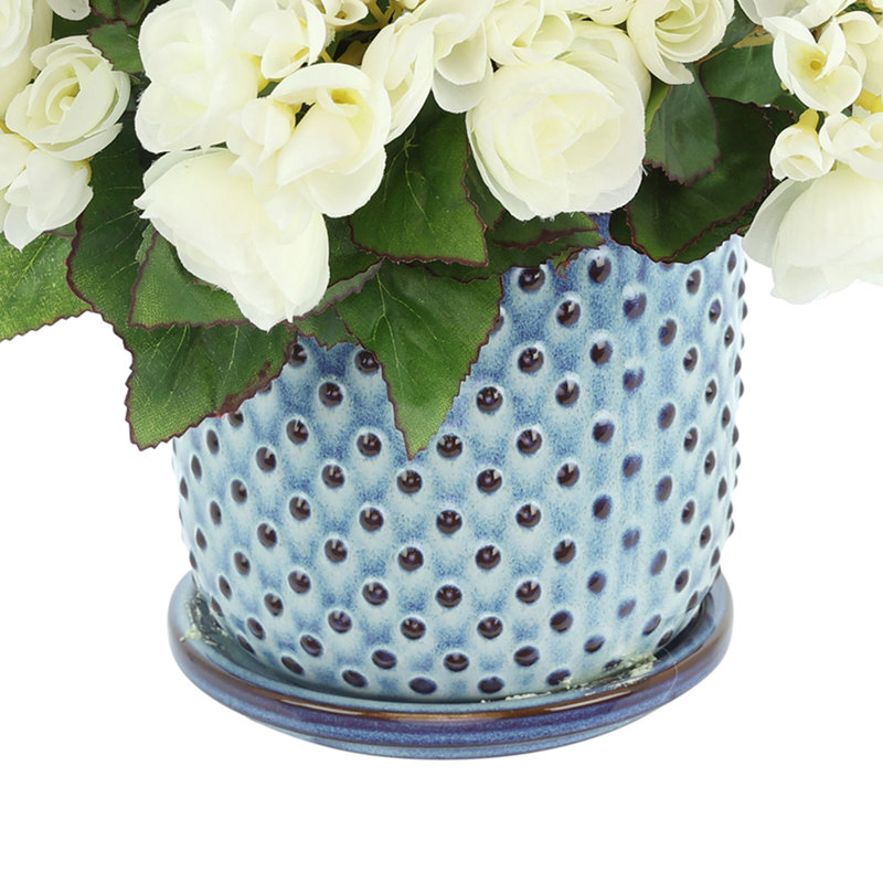 Begonias in Dotted Ceramic Pot, White