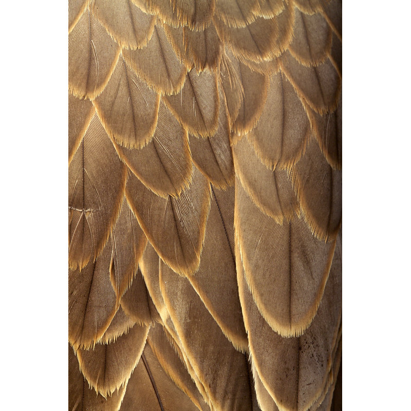 Feathers - Wrapped Canvas Print, 122cm H x 81cm W