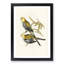 Pale Headed Parakeets by Elizabeth Gould - Framed Print-55578174-55578175