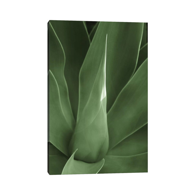 Tropica III by Boyce Watt - Wrapped Canvas Rectangle Print, 30.48 cm H x 45.72 cm W