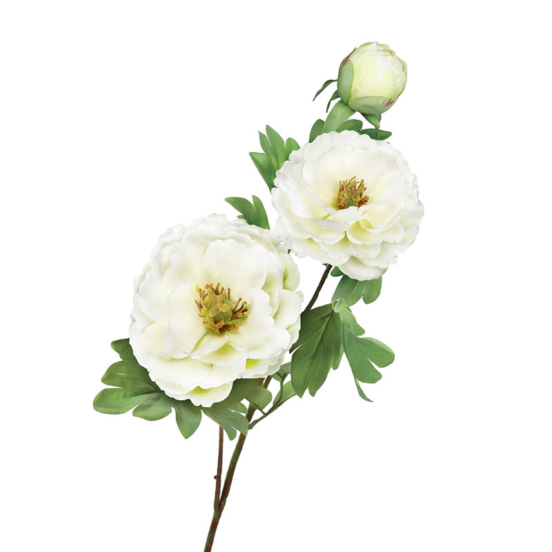 Tiges de pivoines, Blanc crème