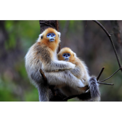 Mother And Son - Wrapped Canvas Print