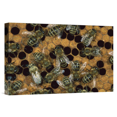 " North America 'Honey Bee Workers On Honeycomb' "