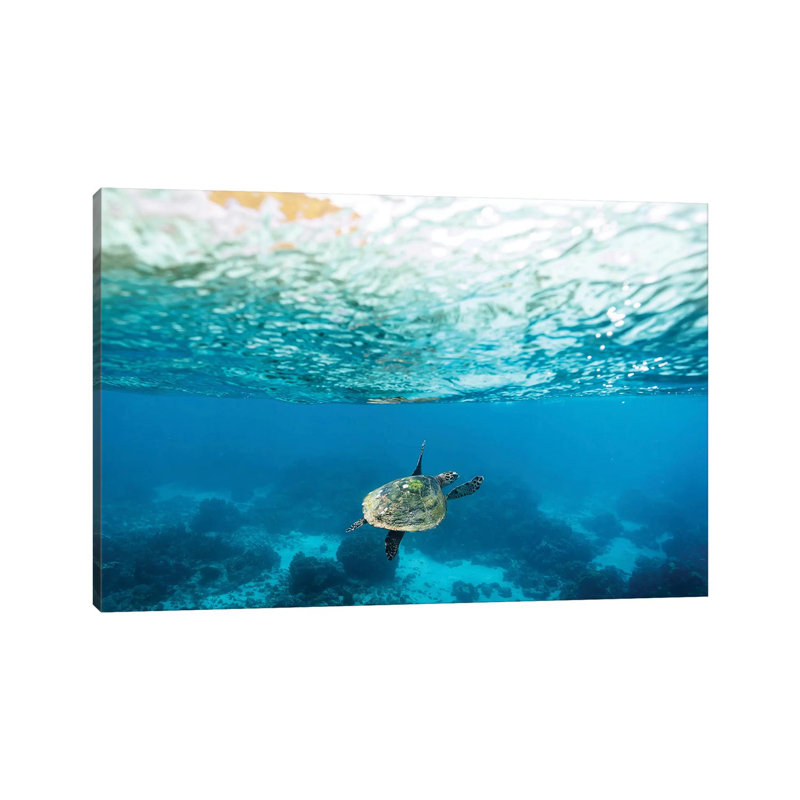 Green Sea Turtle Under The Surface by James Vodicka - Wrapped Canvas Gallery-Wrapped Canvas Giclée, 20.32cm H x 30.48cm W