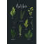 «Lark Manor ™ Thorns» par Becky Gallery-2124813862