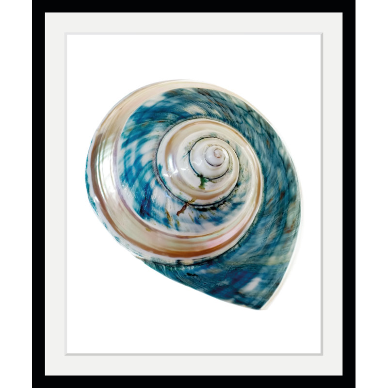'Shell' Framed Graphic Art