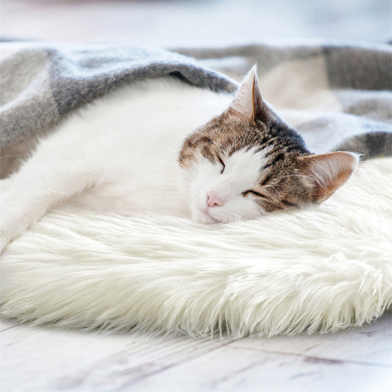 Quilted Blanket