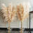 Pampa Arrangement
