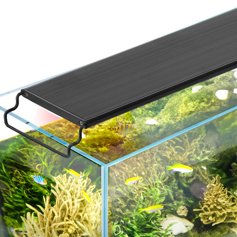 Lumière d'aquarium Francisquita