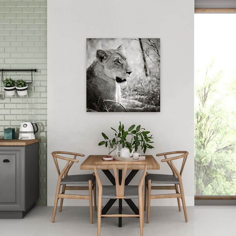 Lionne Square Bw Contemporary Lion, art animalier, H 32 po x l 32 po