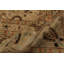 Tapis oriental en laine beige / brun 9 pi 1 po x 12 pi 4 po Aaru