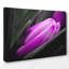 Flower Purple Tulip Photographic - Wrapped Canvas - Framed Print-19041349