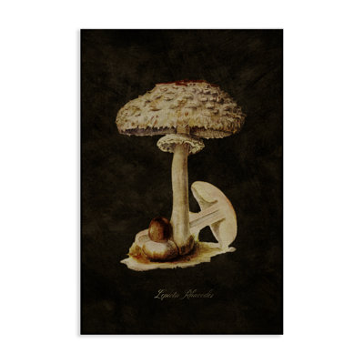 Vintage Mushroom Study Canvas Wall Art by Tina Higgins Designs, Inc.