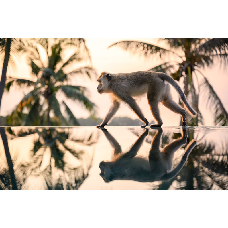 Monkey Walking On The Pool Edge by 4FR - No Frame Print on Canvas, 20cm H x 30cm W