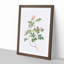 Wild Pink Roses by Pierre-Joseph Redoute - Framed Print-55612132-55612140