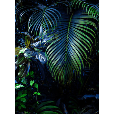 Hidden Tropics Print by Mat Sanders