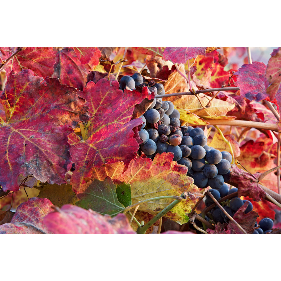 Foliage In Lambrusco Vineyard von Nimu1956 - Kunstdrucke auf Leinwand ohne Rahmen