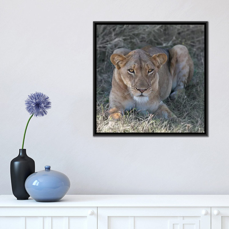 « lioness », reproduction de photo sur toile, H 18 po x l 18 po x P 1,5 po, Toile avec cadre noir, Pas de tapis