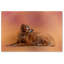 «Golden Retriever in the Sunset», reproduction d'impression sur toile tendue-31383368